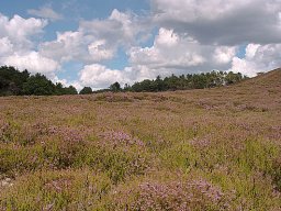 Kongenshus-mindepark-IMGP8364